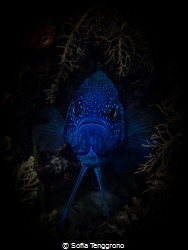 Southern Blue Devil Fish in its den by Sofia Tenggrono 